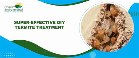 Termitenbehandlungen & Präventionstipps